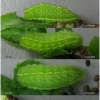 sat acaciae larva4 volg1